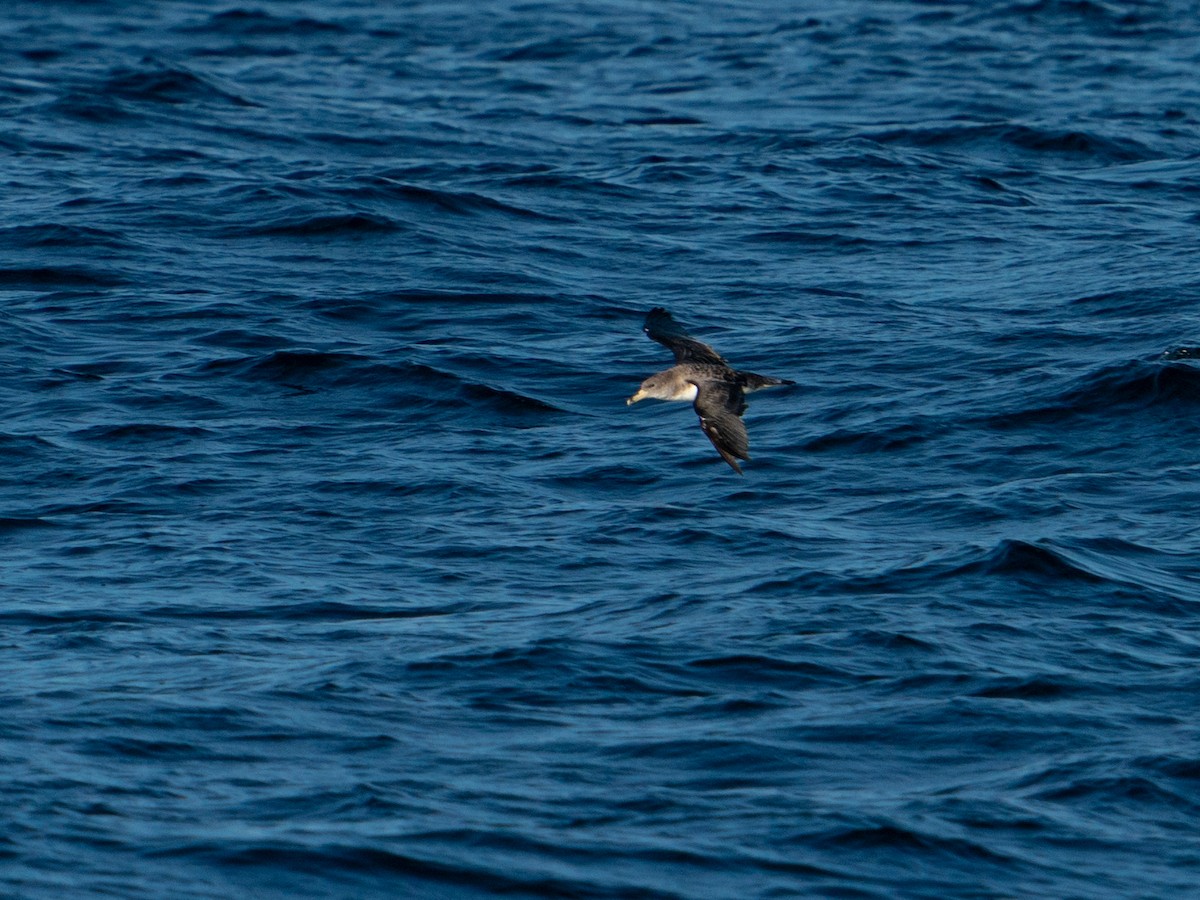 Cory's Shearwater - ML624588033