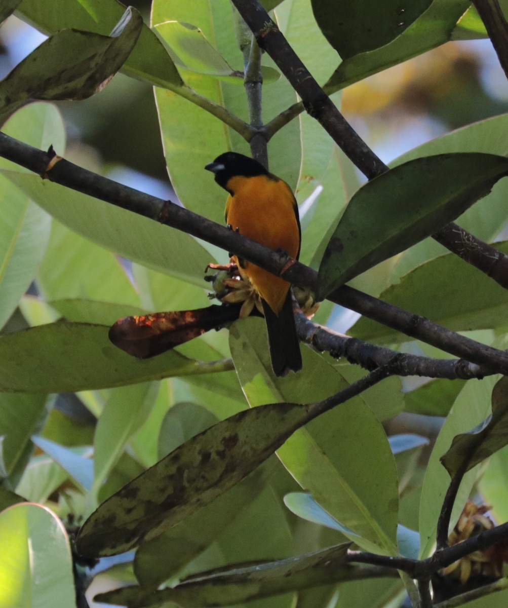 Black-chinned Mountain Tanager - ML624588036