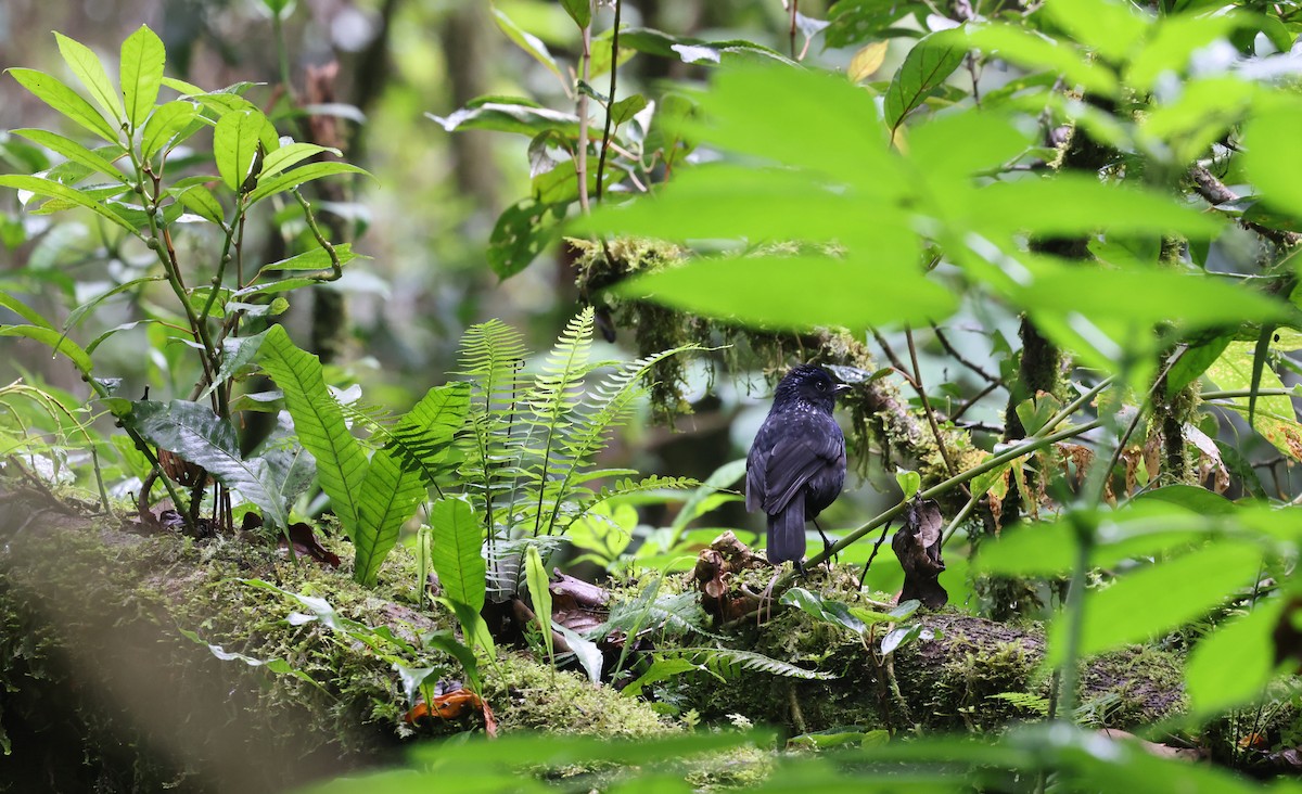 Shiny Whistling-Thrush - ML624588037