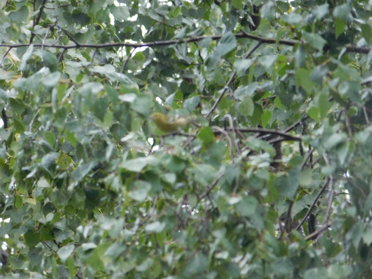 Bay-breasted Warbler - Arrow Z L