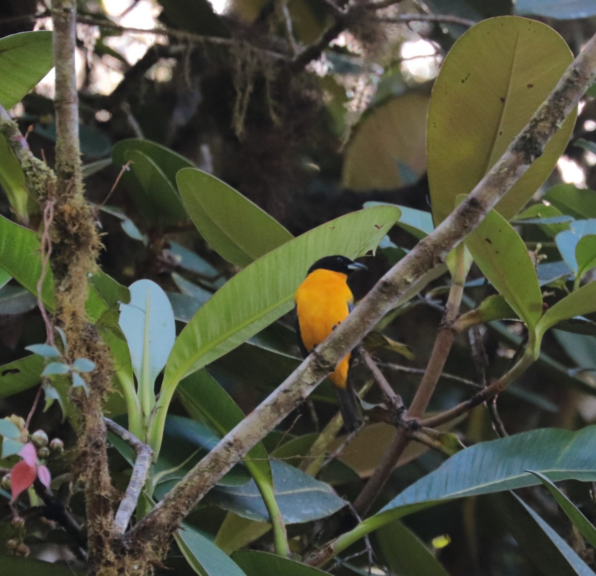 Black-chinned Mountain Tanager - ML624588039