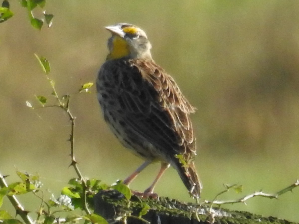 Eastern Meadowlark - ML624588040