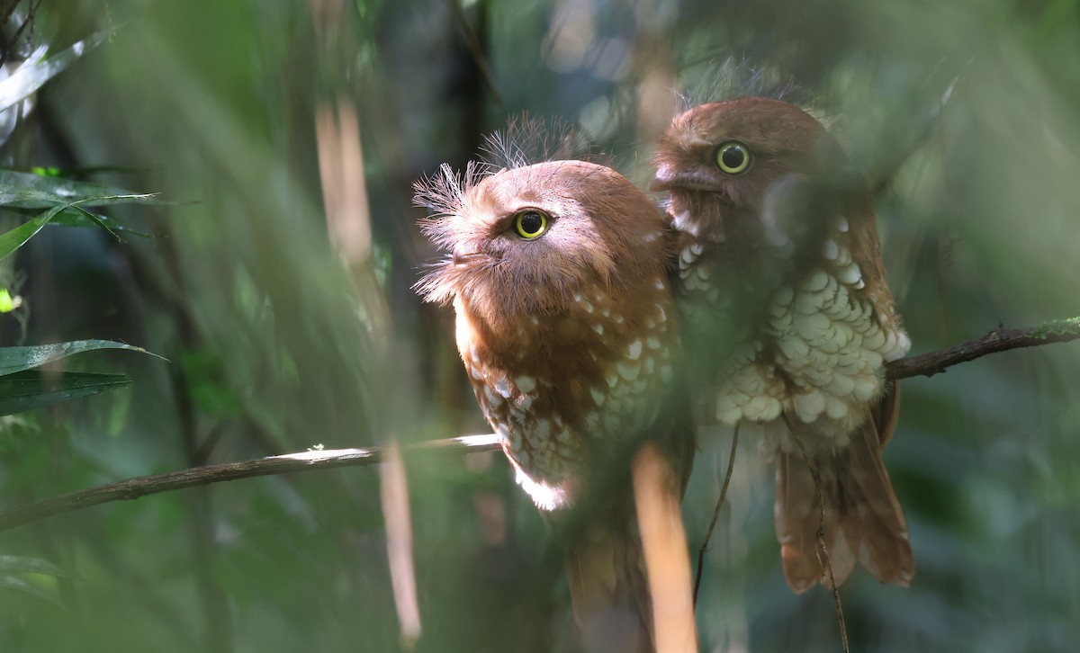 Sumatran Frogmouth - ML624588107