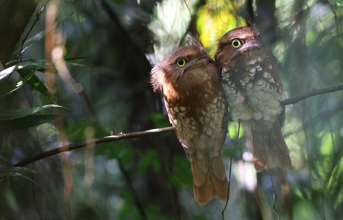 Sumatran Frogmouth - ML624588117