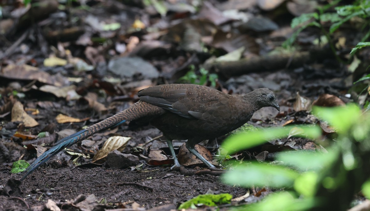 Bronze-tailed Peacock-Pheasant - ML624588131