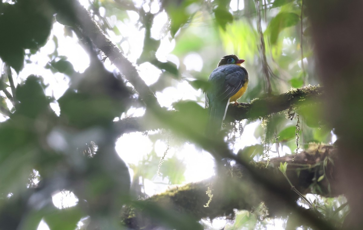 trogon sumaterský - ML624588158