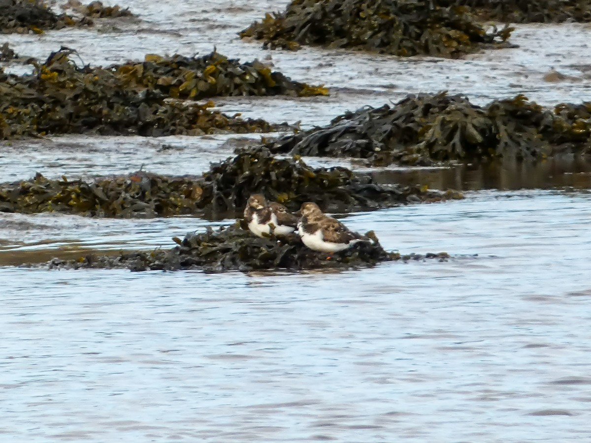 Ruddy Turnstone - ML624588167