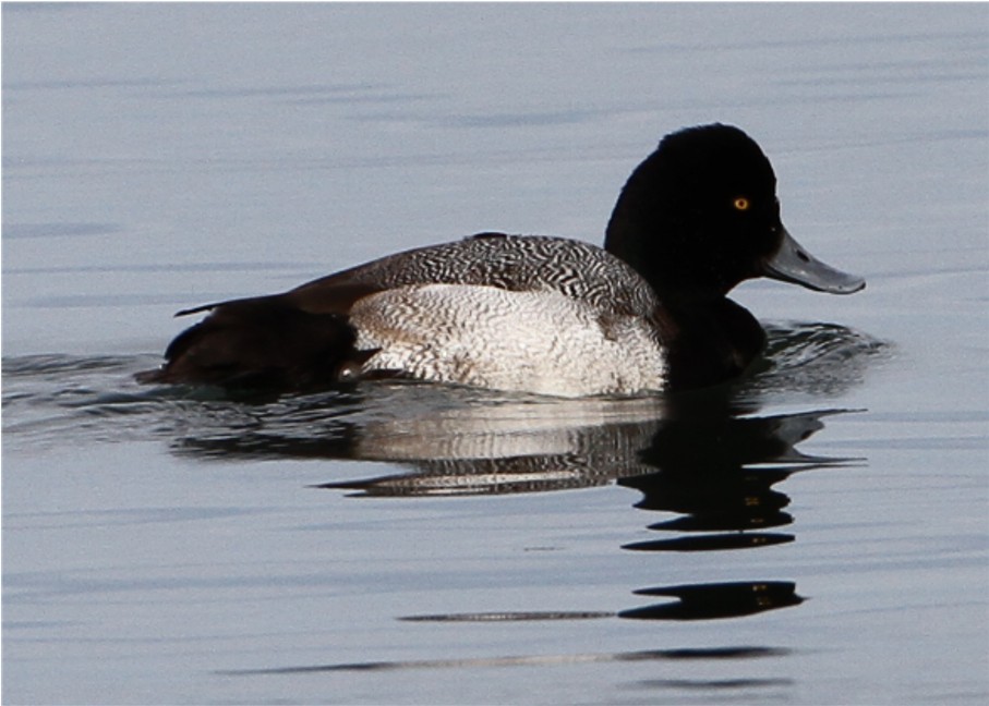 Lesser Scaup - ML624588172