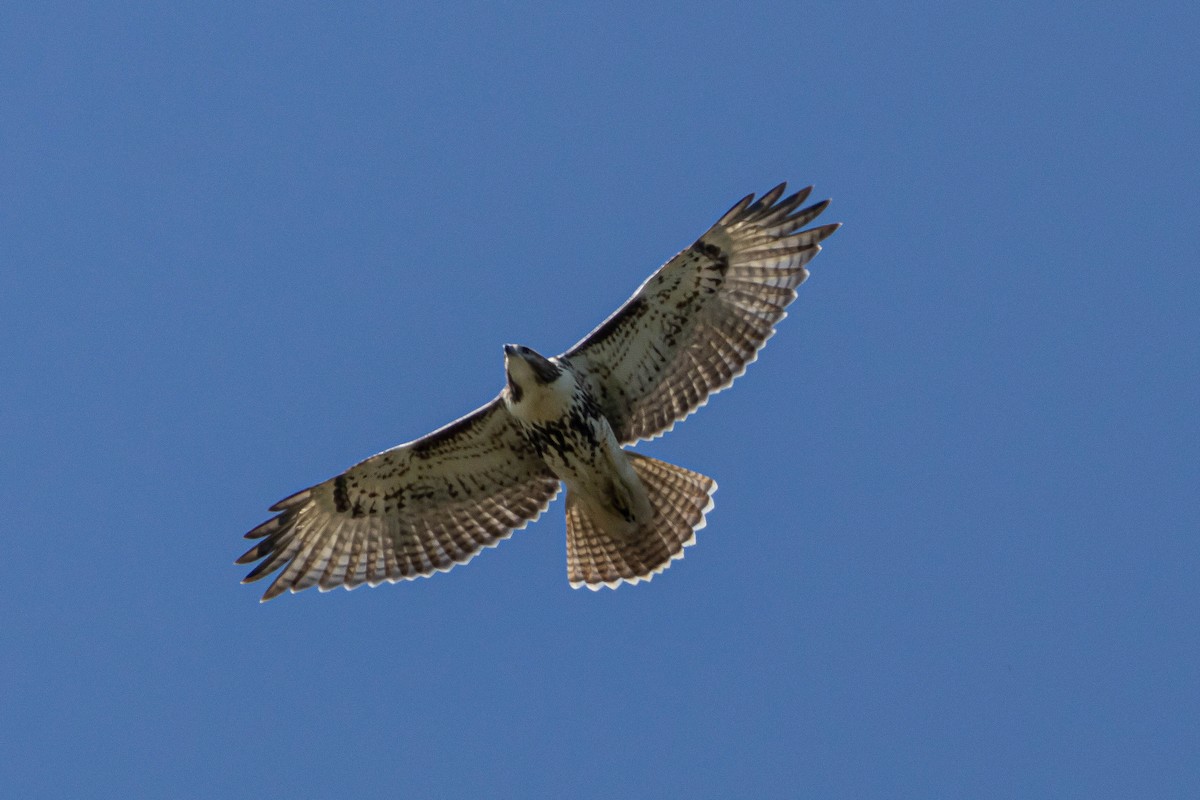 Red-tailed Hawk - Alex Brent