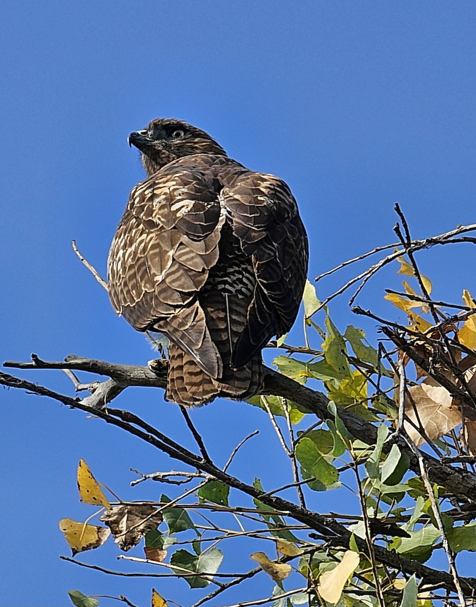 Zapelatz buztangorria - ML624588240