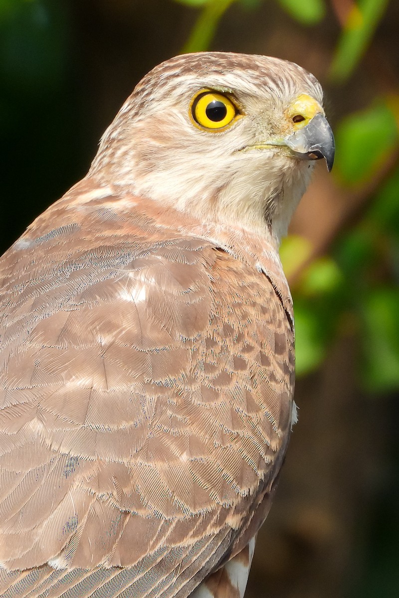 Shikra - VAibhAV Patil