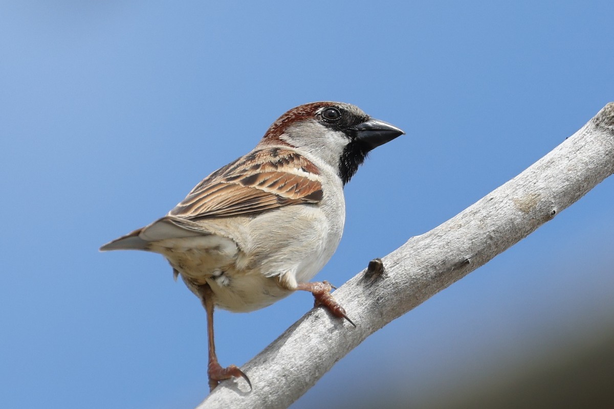 House Sparrow - Ian Thompson