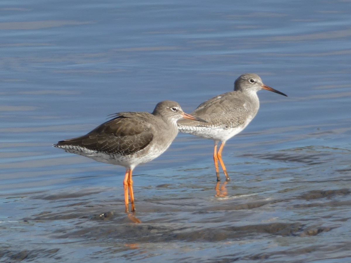 Common Redshank - ML624588383