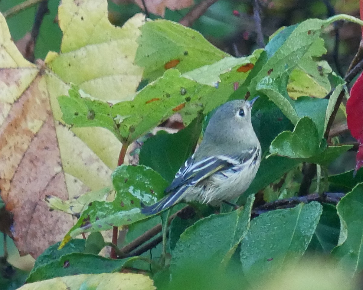 Ruby-crowned Kinglet - ML624588413