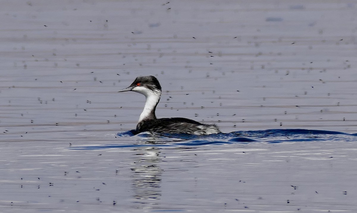 Junin Grebe - ML624588421