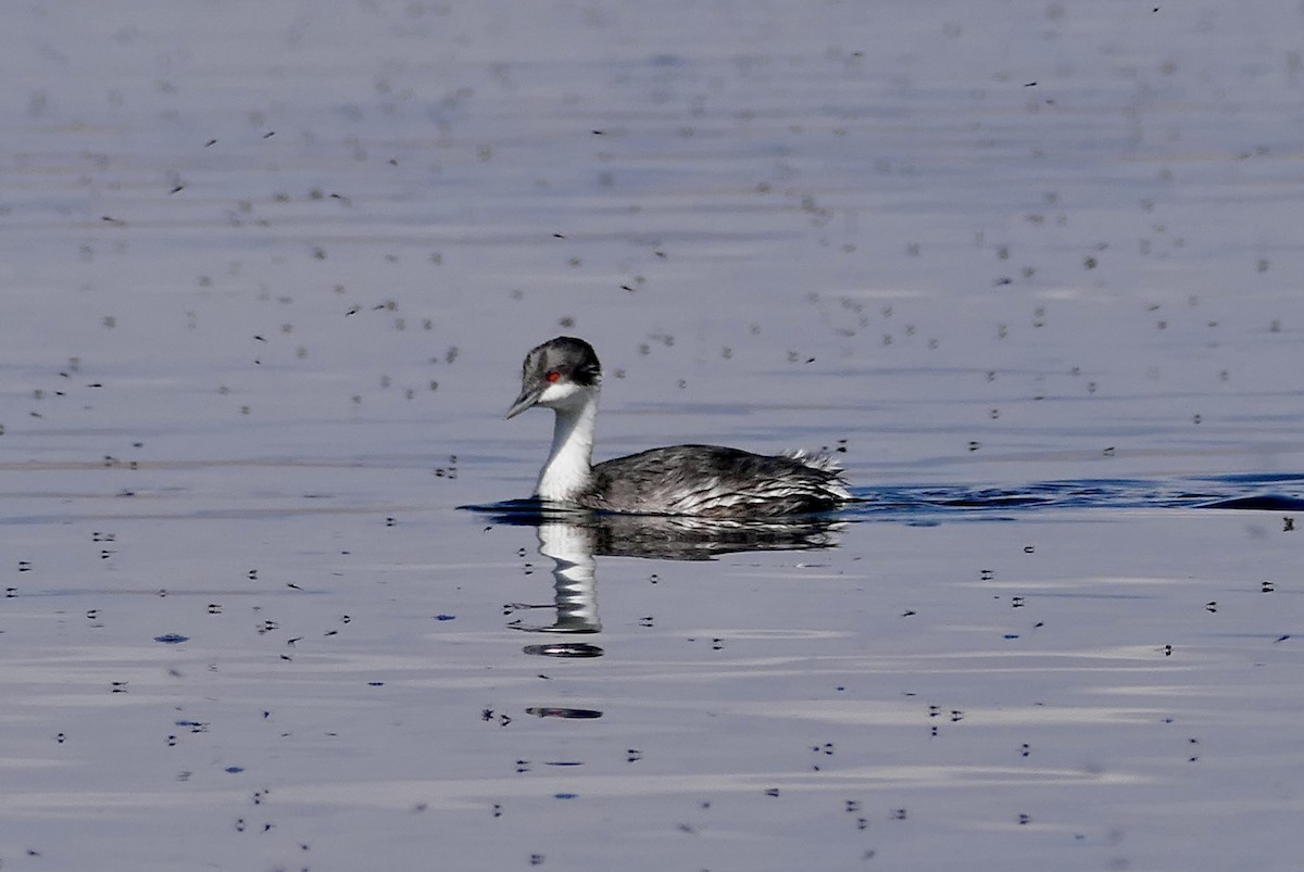 Junin Grebe - ML624588422