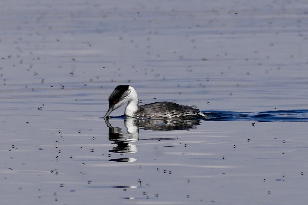 Junin Grebe - ML624588423