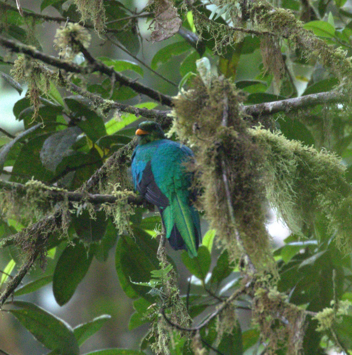 Golden-headed Quetzal - ML624588455