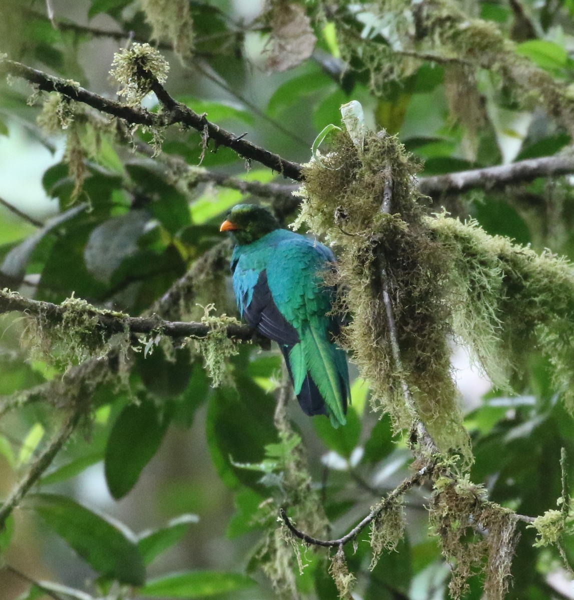 Golden-headed Quetzal - ML624588456