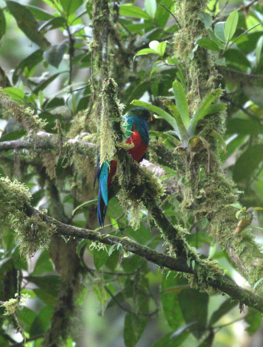 Golden-headed Quetzal - ML624588459