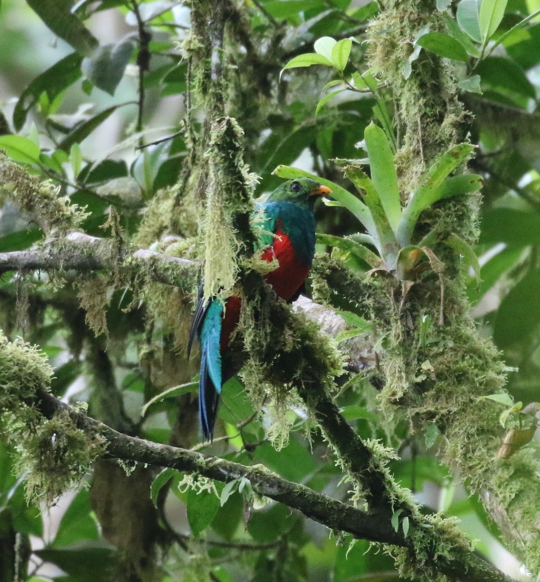 Golden-headed Quetzal - ML624588468