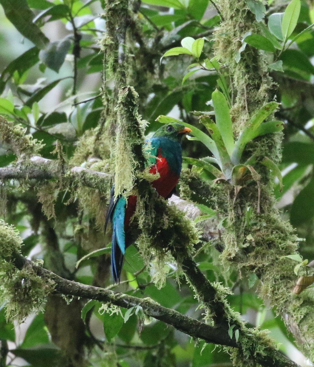 Golden-headed Quetzal - ML624588474