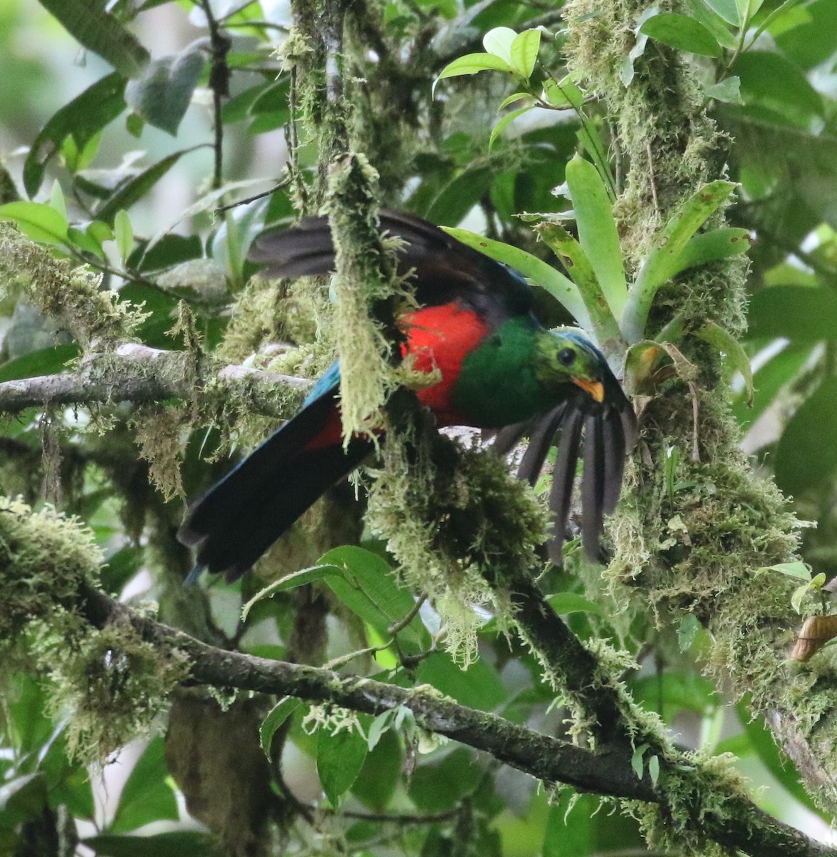 Golden-headed Quetzal - ML624588479