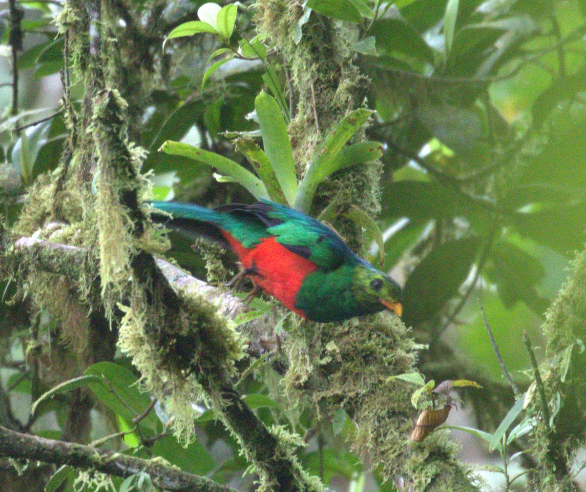 Golden-headed Quetzal - ML624588482