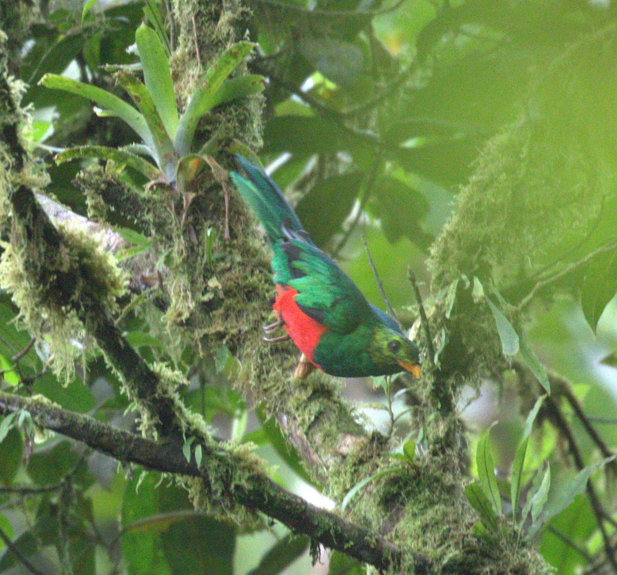 Golden-headed Quetzal - ML624588486