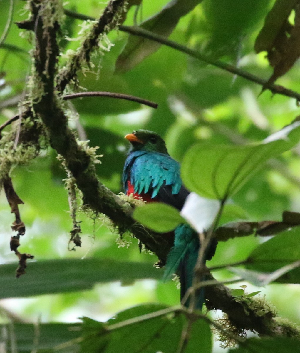 Golden-headed Quetzal - ML624588488