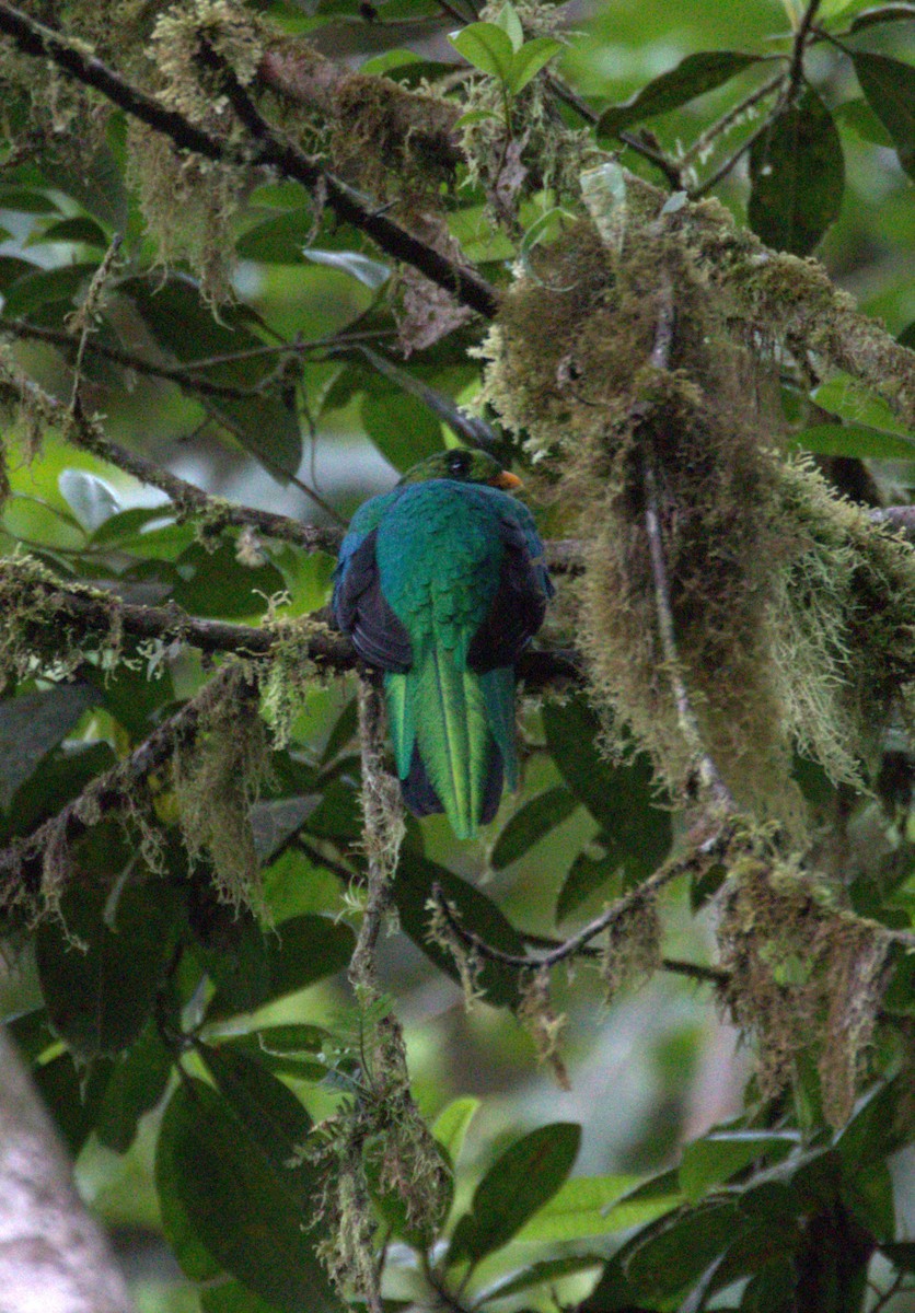 Golden-headed Quetzal - ML624588491