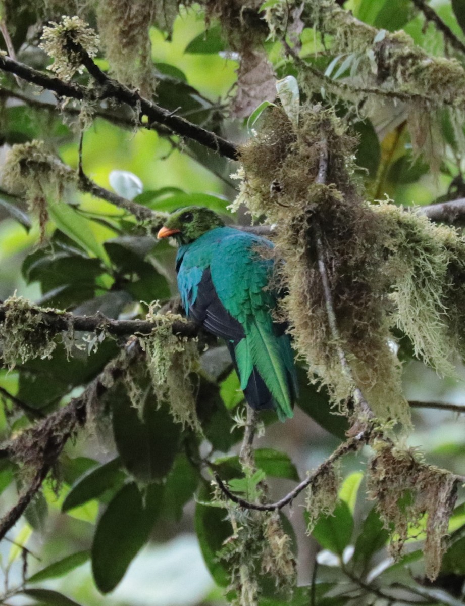 Golden-headed Quetzal - ML624588510