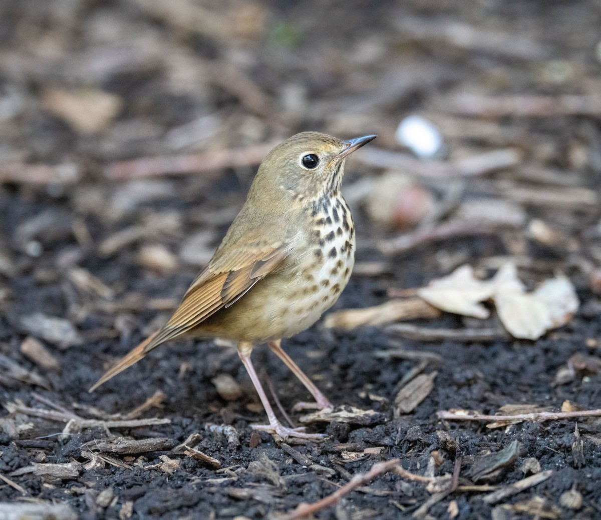 Hermit Thrush - ML624588522