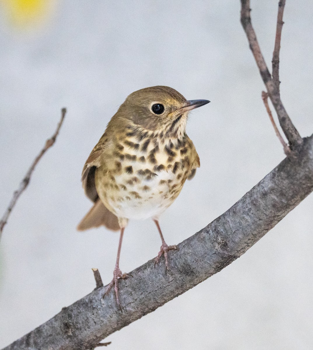 Hermit Thrush - ML624588524