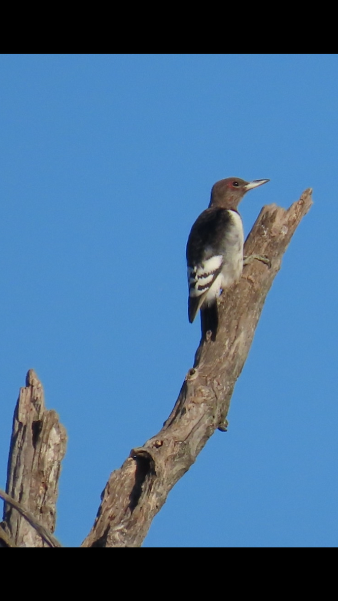 Red-headed Woodpecker - ML624588531