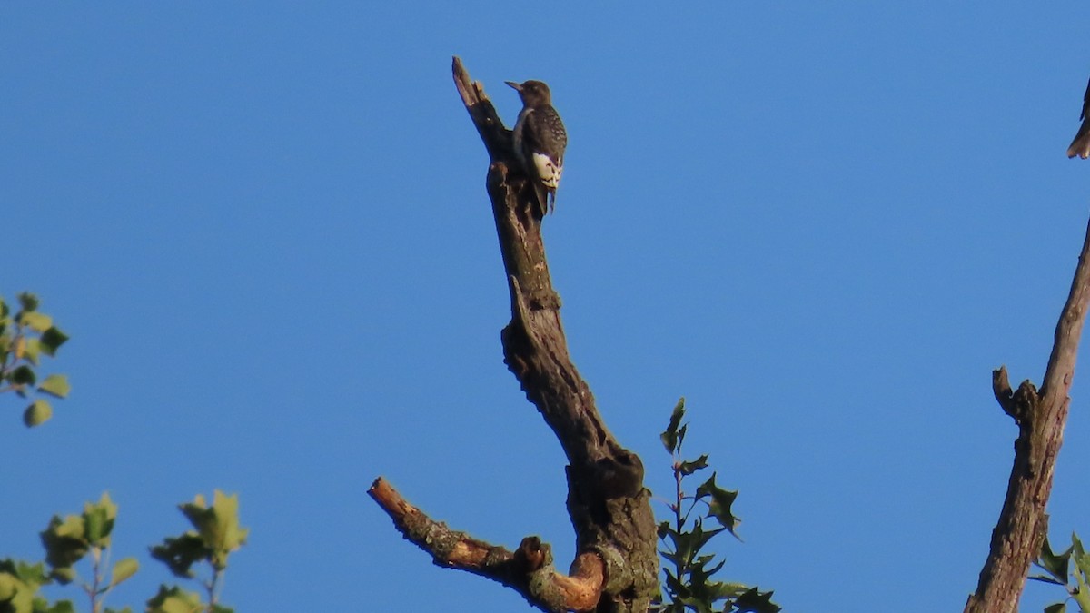 Red-headed Woodpecker - ML624588532