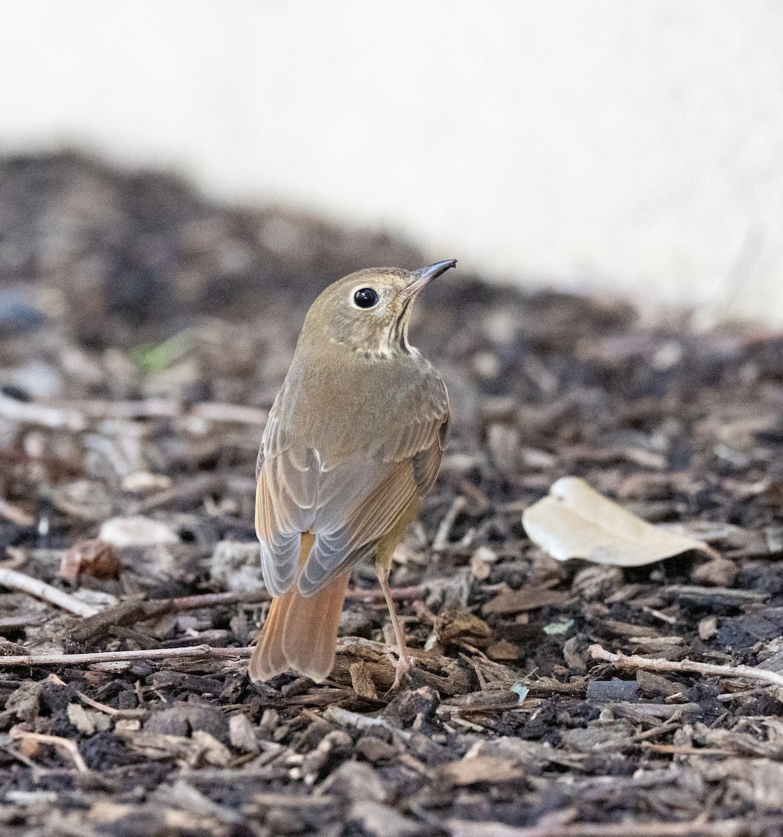 Hermit Thrush - ML624588533