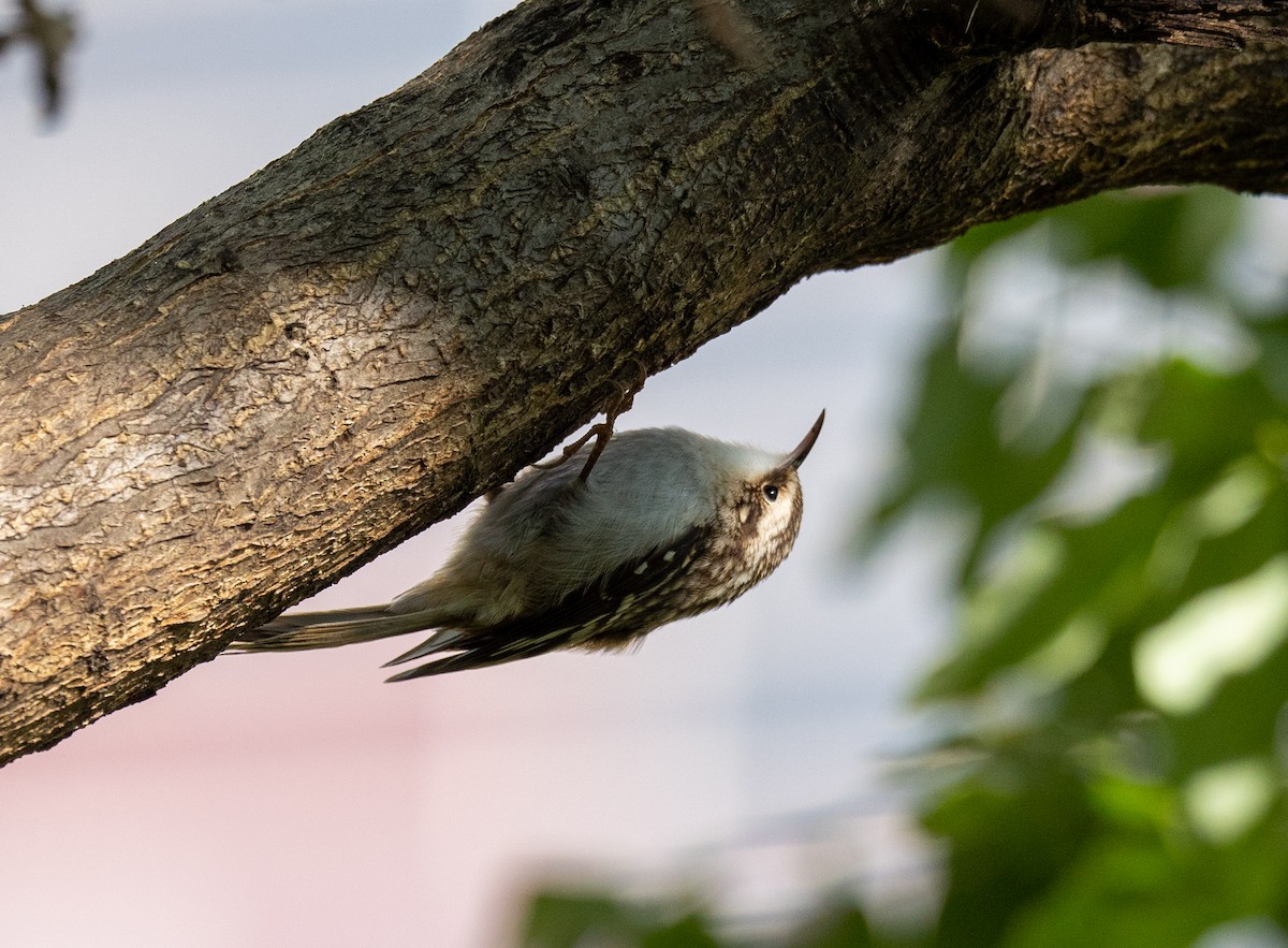 Brown Creeper - ML624588535