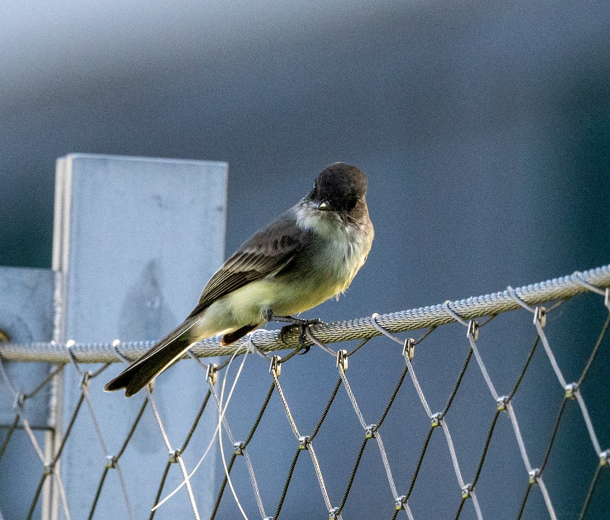 Eastern Phoebe - ML624588536