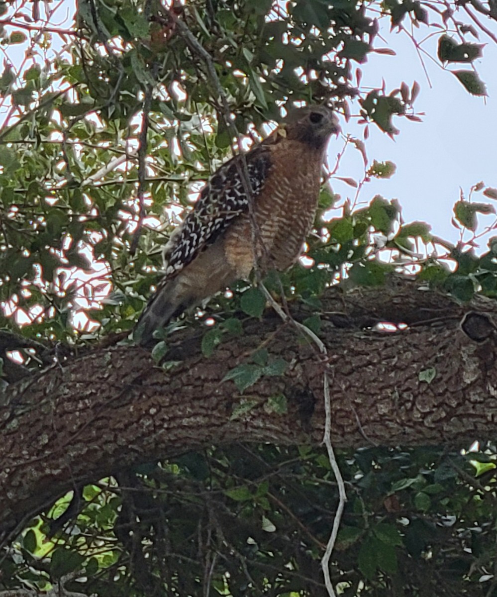 Red-shouldered Hawk - ML624588538