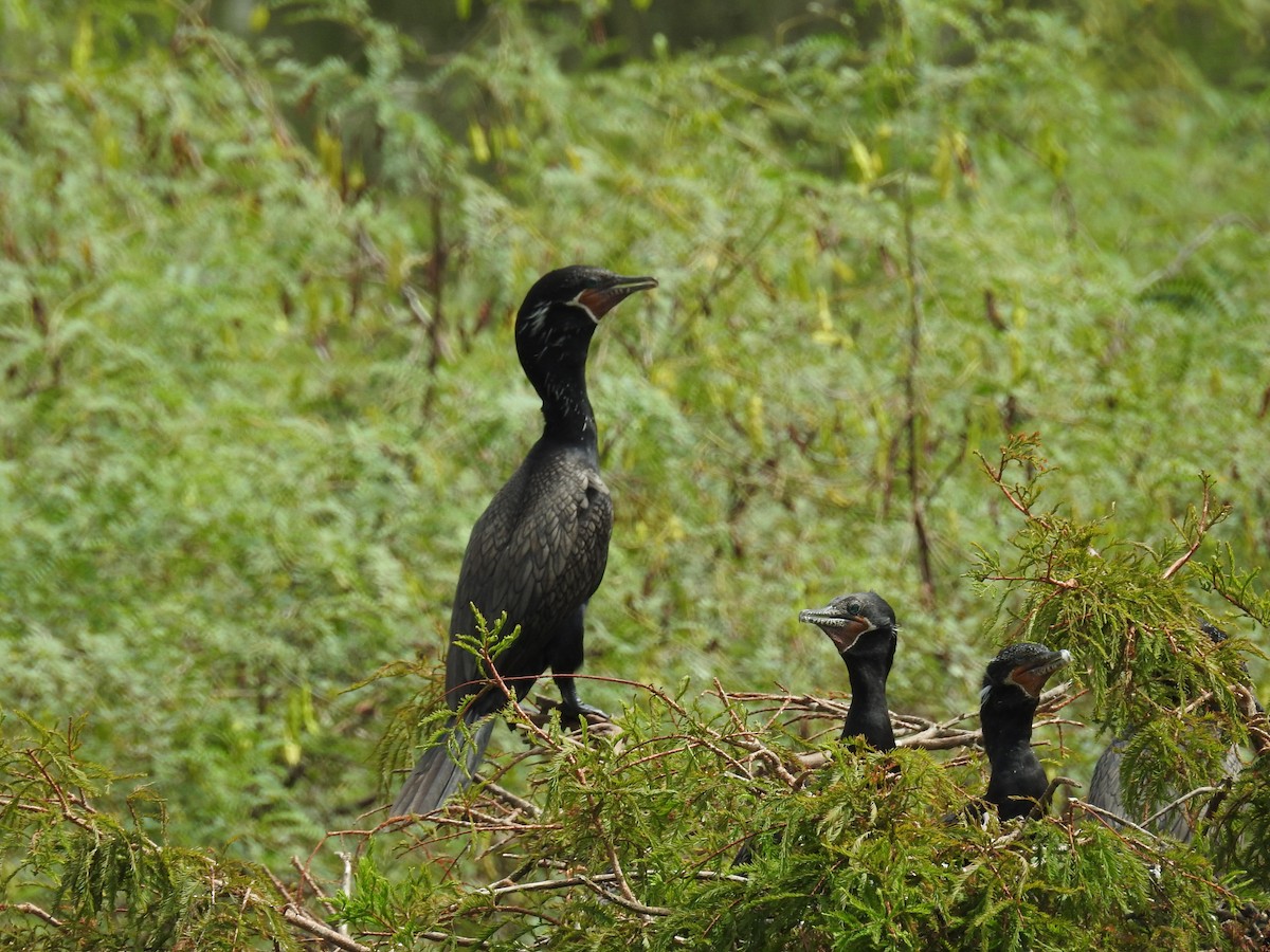 Neotropic Cormorant - Greg Whittaker