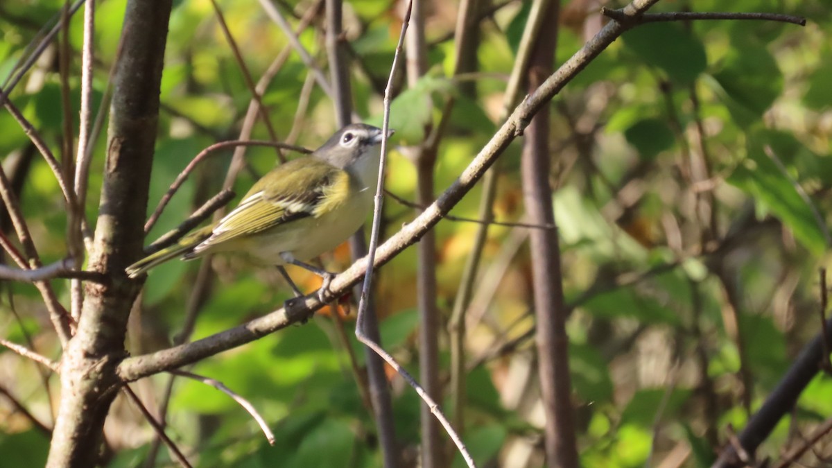 Blue-headed Vireo - ML624588544