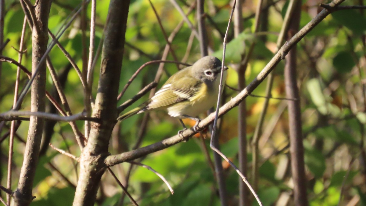 Blue-headed Vireo - ML624588545