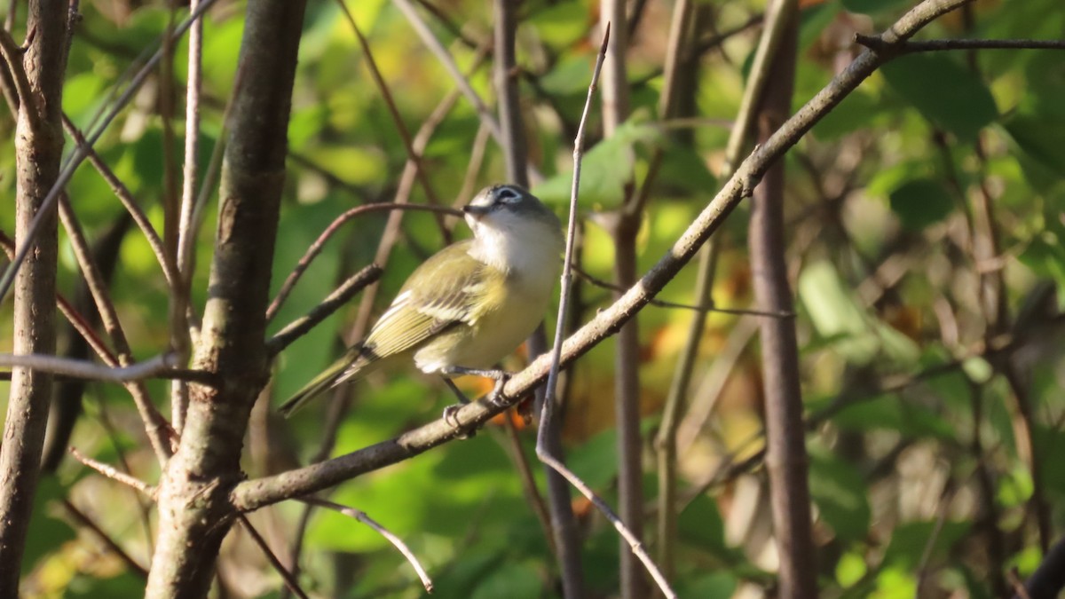 Blue-headed Vireo - ML624588546