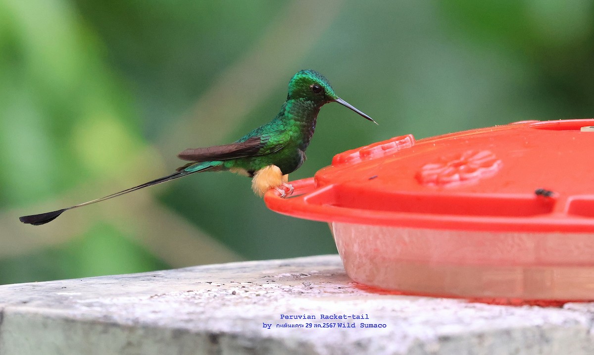 Peruvian Racket-tail - ML624588551