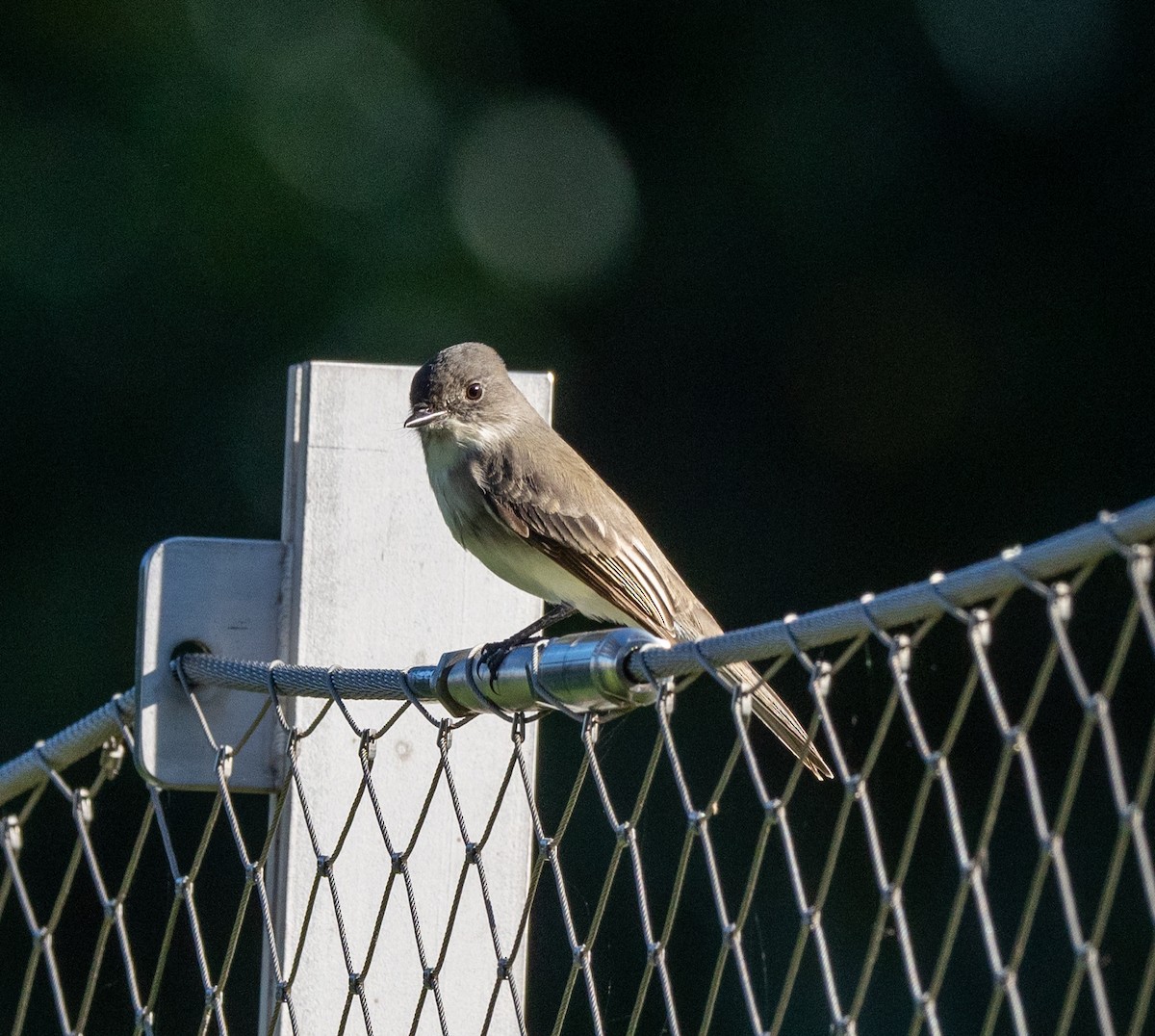 Eastern Phoebe - ML624588552