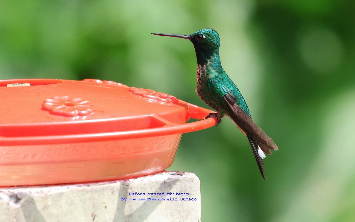 Rufous-vented Whitetip - ML624588563