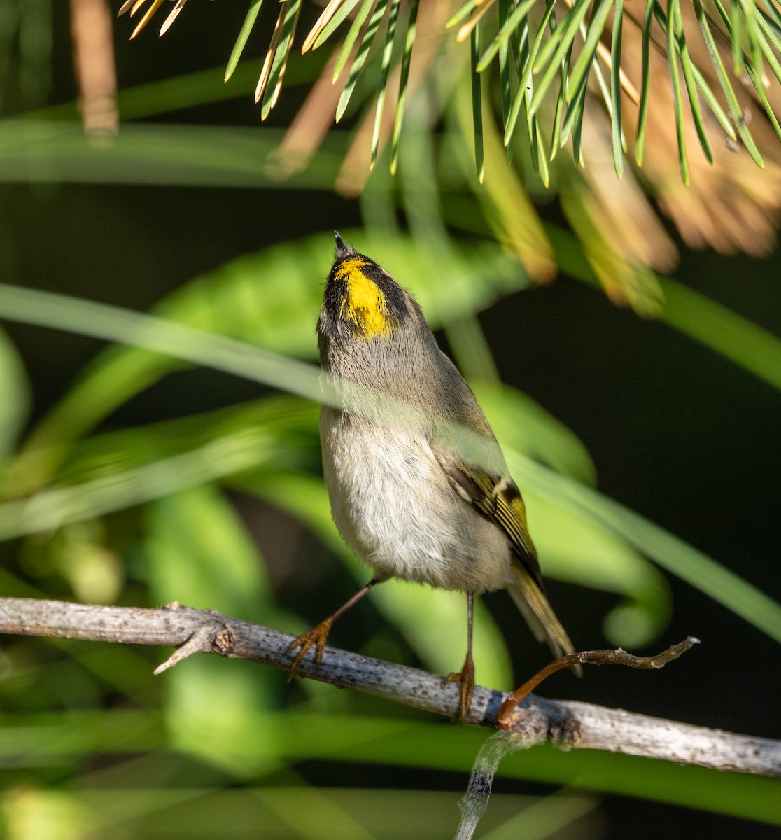 Golden-crowned Kinglet - ML624588575