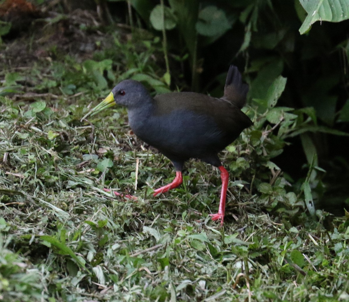 Blackish Rail - ML624588577