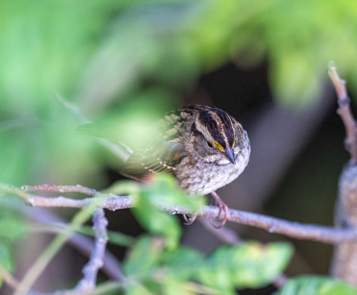 White-throated Sparrow - ML624588581